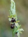 ophrys  sphegodes